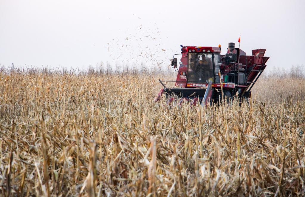 內蒙古通遼:鹽堿灘變身豐產(chǎn)田