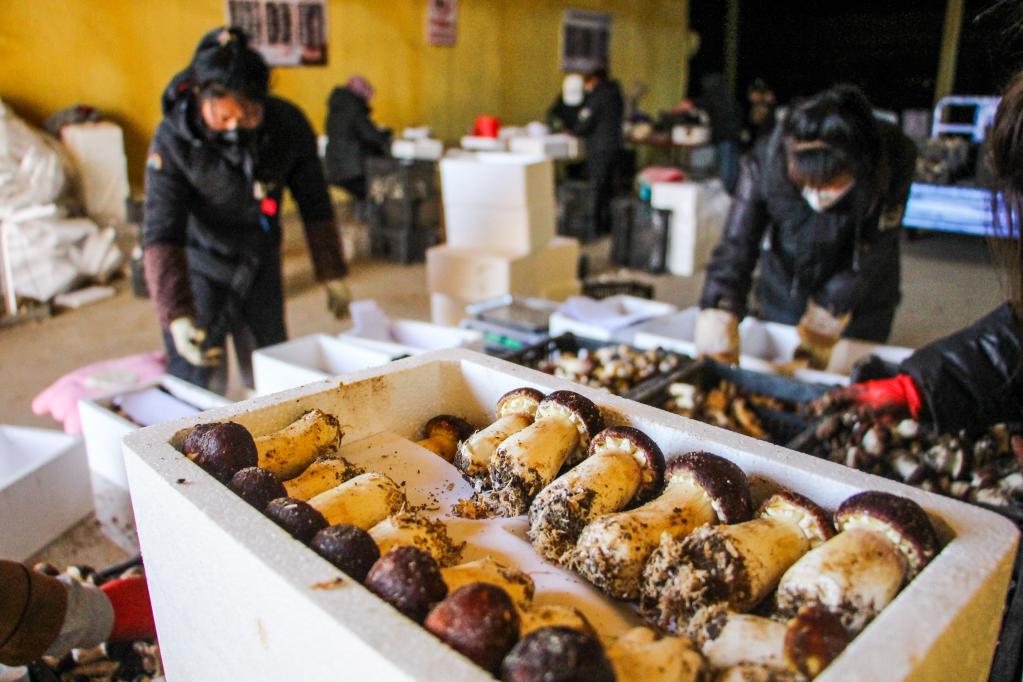 內蒙古通遼：小小赤松茸 增收新門(mén)路