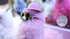 “小羊駝”組團奔赴進(jìn)博會(huì )