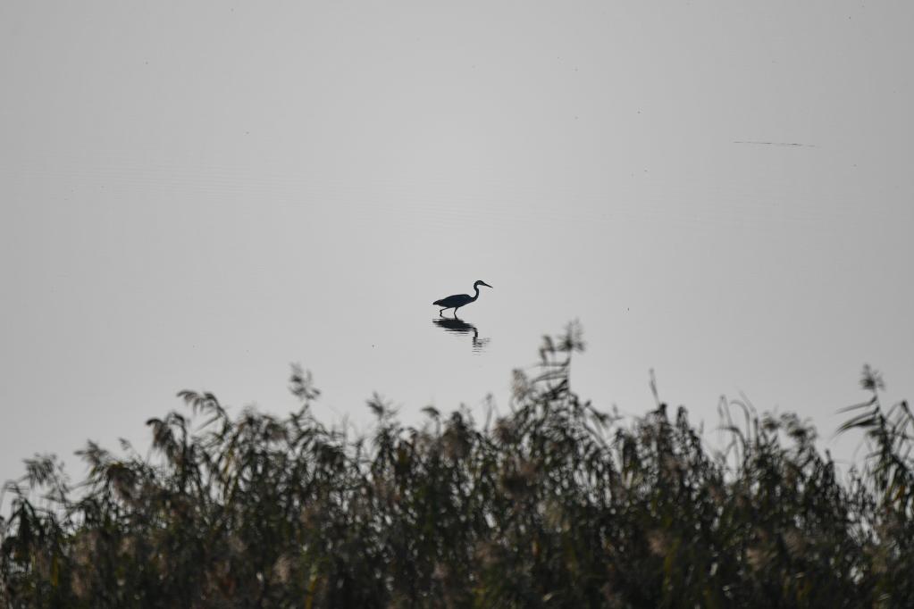 新華全媒+丨走進(jìn)武漢沉湖國際重要濕地:候鳥(niǎo)棲息的樂(lè )園