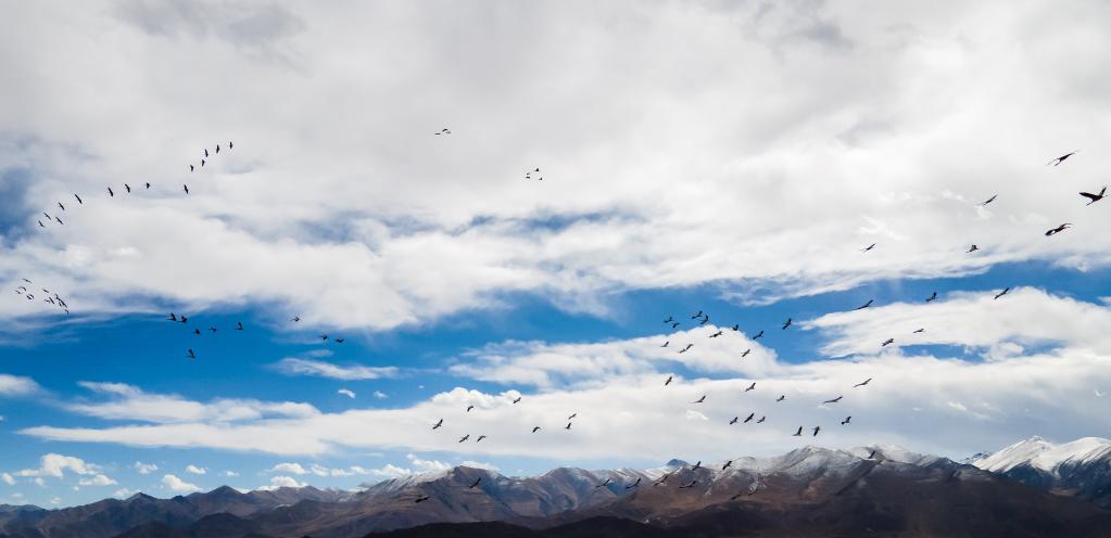新華全媒+丨拉薩林周:黑頸鶴越冬