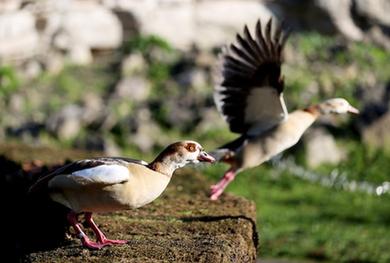 濕地之美|英國倫敦濕地中心
