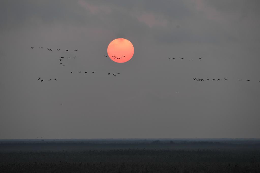 新華全媒+丨江蘇鹽城:濕地珍禽守護人