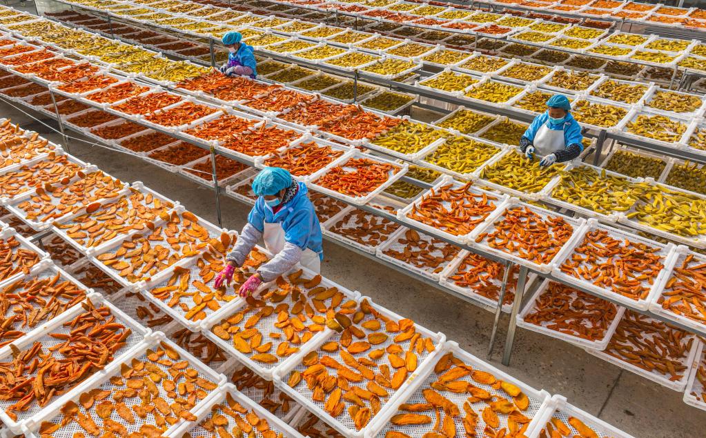 山東榮成:甘薯“曬”出致富路