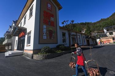 山鄉地瓜產(chǎn)業(yè)助力增收