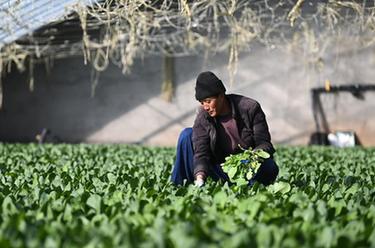 青海大通:冬日大棚農事忙