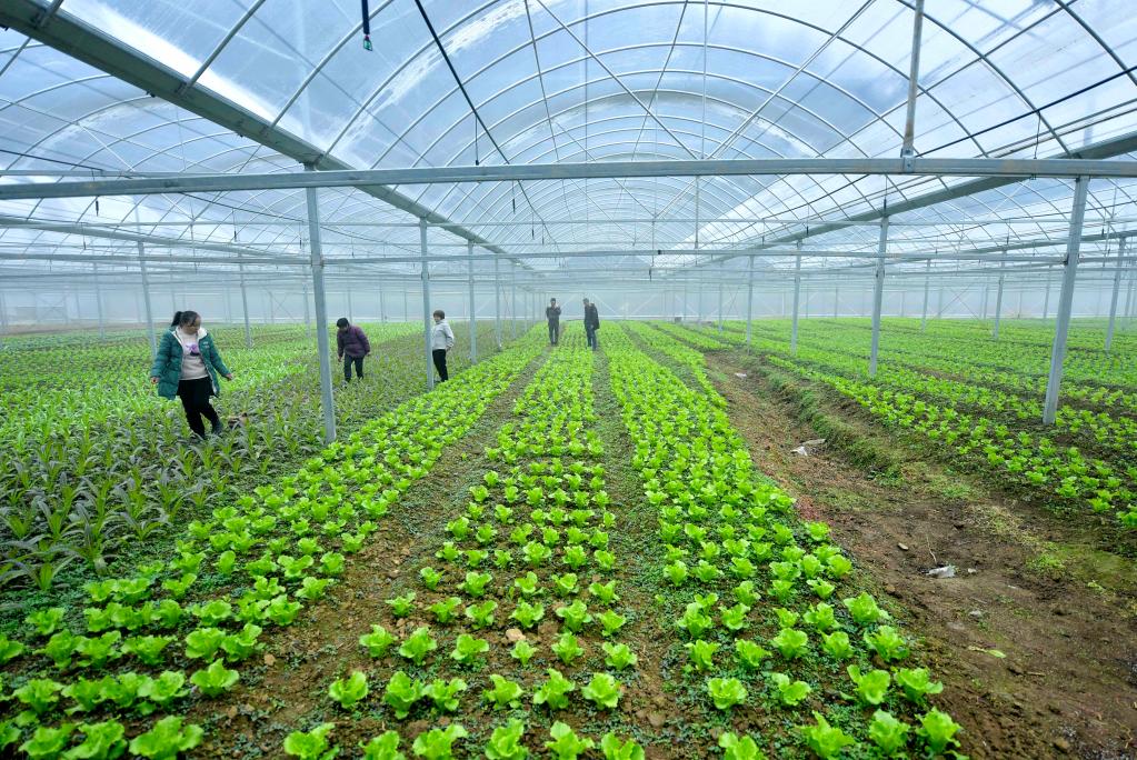 湖北恩施:“設施蔬菜”興鄉村