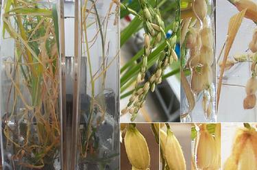 我國在國際上首次完成水稻“從種子到種子”全生命周期空間培養實(shí)驗