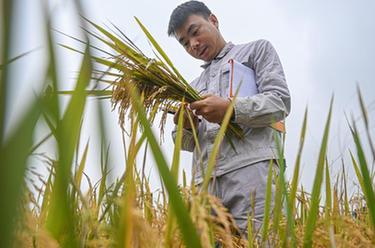 新華全媒+|尋找一份稻種——為改良水稻多一份可能