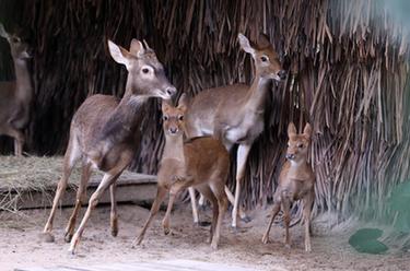 廣州長(cháng)?。簝深^海南坡鹿幼崽與游客見(jiàn)面