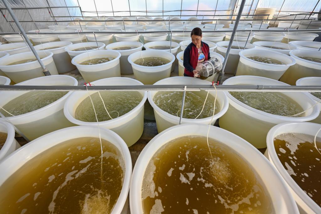 福建莆田:雙殼貝類(lèi)苗種繁育產(chǎn)業(yè)助民增收