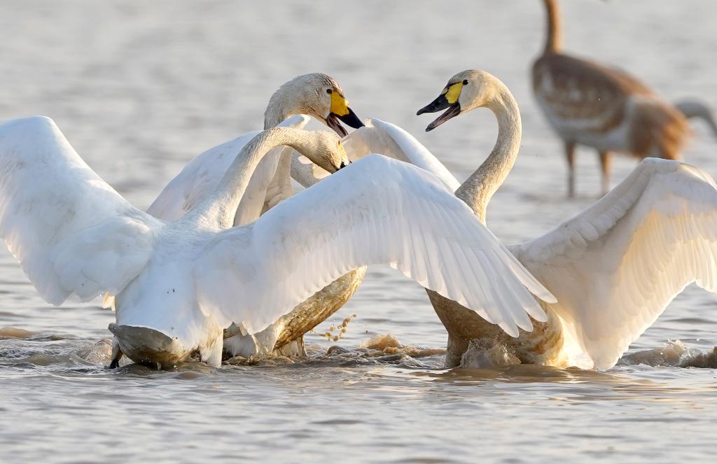 新華全媒+|鄱陽(yáng)湖畔的“候鳥(niǎo)樂(lè )園”