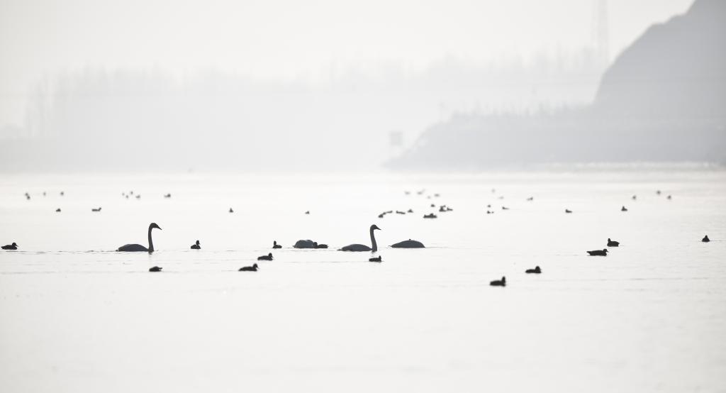 青?；∮瓉?lái)越冬大天鵝