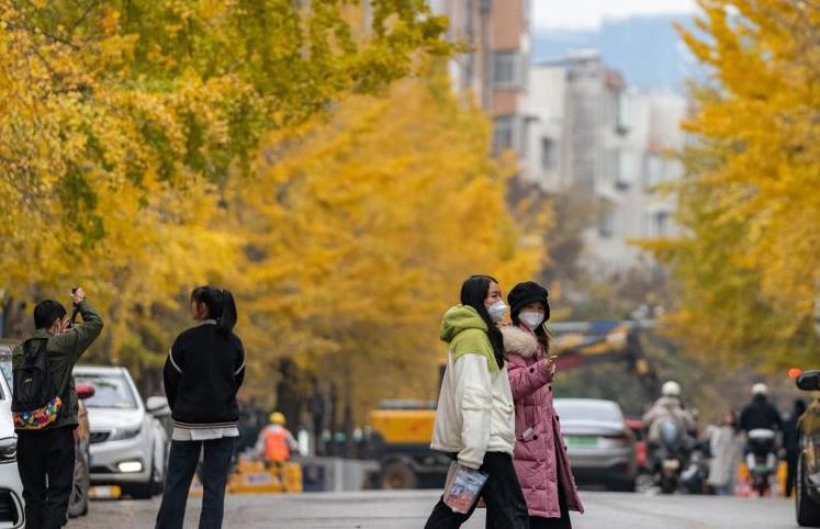 云南昆明:銀杏爛漫