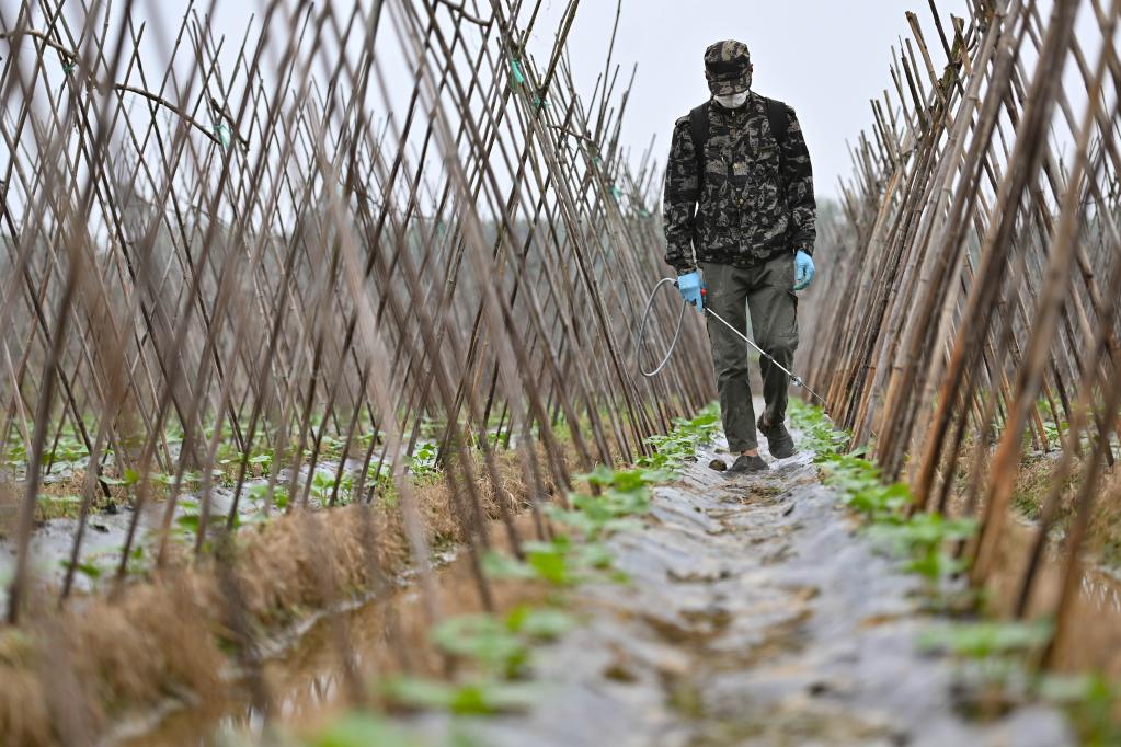 海南:冬季瓜菜產(chǎn)銷(xiāo)旺