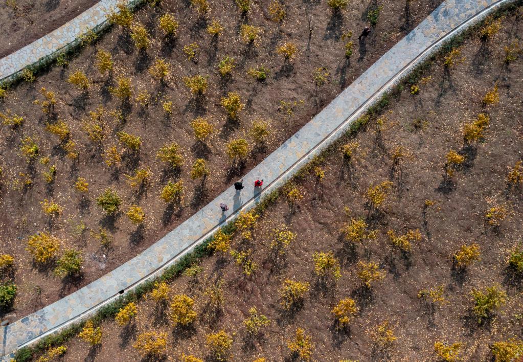 重慶北碚：臘梅“開(kāi)出”致富花