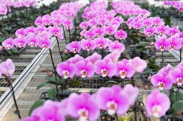 新春走基層丨走進(jìn)北大荒建三江國家農業(yè)科技園區