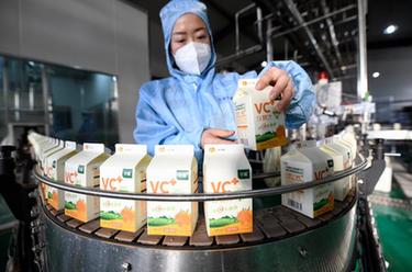 發(fā)展沙棘產(chǎn)業(yè) 助力鄉村振興