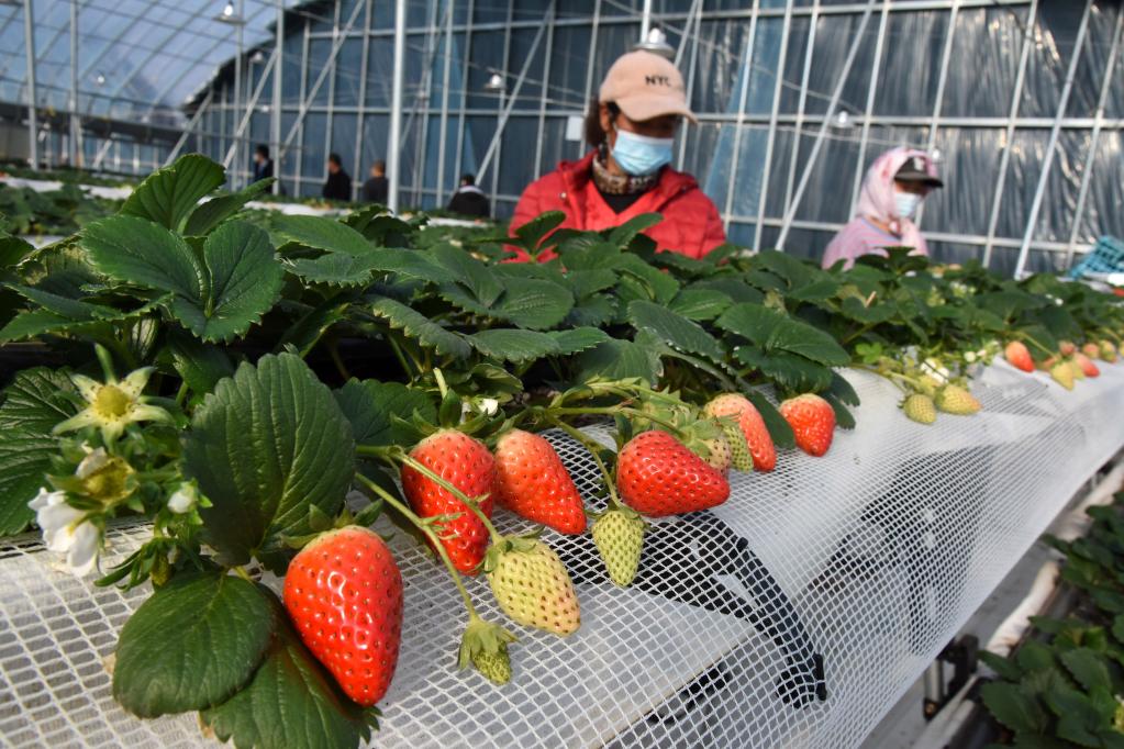 山東平度:“春節訂單”草莓上市