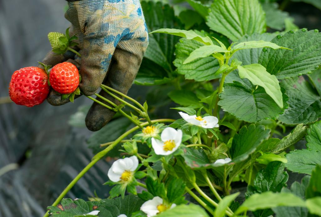 海南瓊海：寒冬時(shí)節草莓俏
