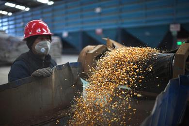 青海剛察:冬日飼草生產(chǎn)忙