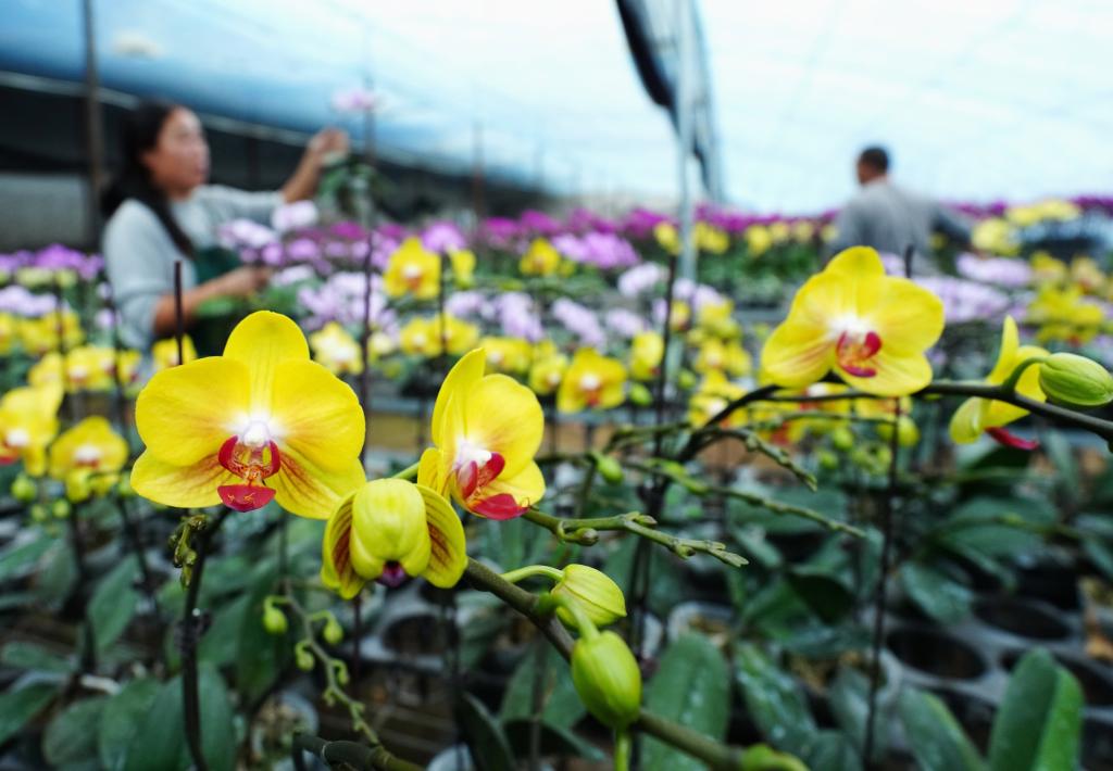 河北灤南:蝴蝶蘭花開(kāi)迎新春