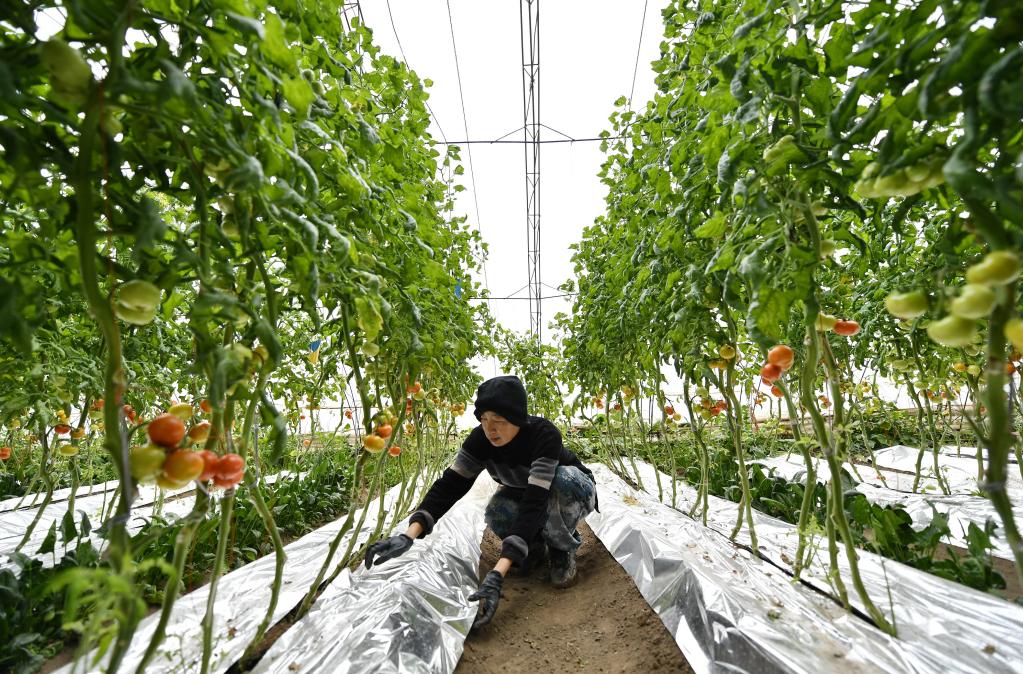 新華全媒+·新春走基層丨河北唐山:應對寒潮天氣 保障果蔬生產(chǎn)