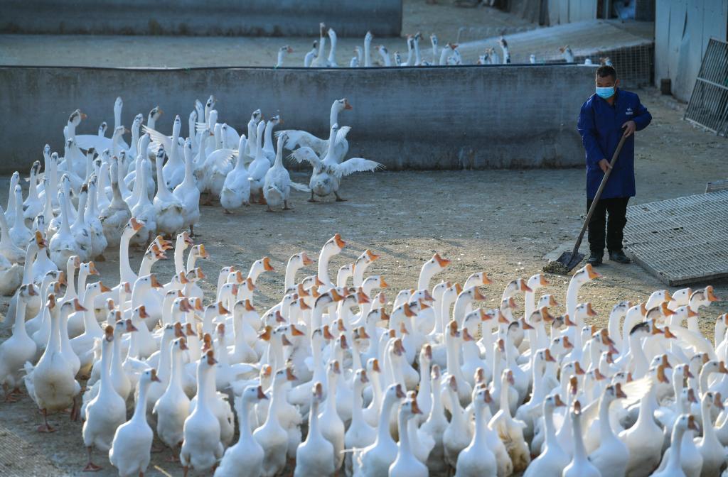 貴州錦屏:打好鄉村振興的“羽毛球”