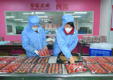 浙江建德：草莓點(diǎn)亮當地經(jīng)濟