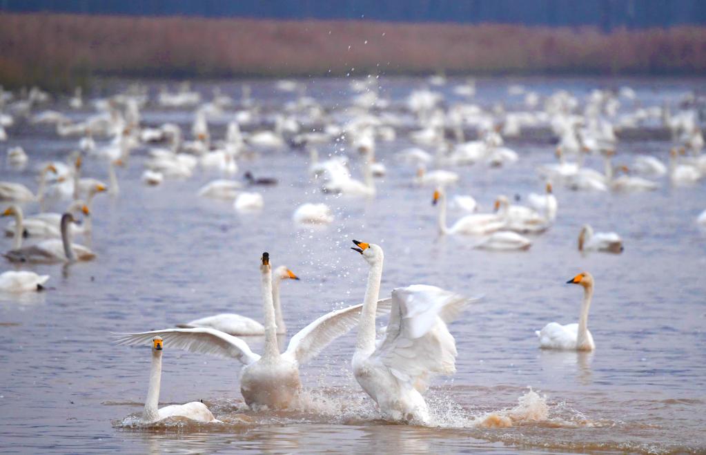 新時(shí)代新征程新偉業(yè)丨促進(jìn)人與自然和諧共生——各地貫徹落實(shí)黨的二十大精神推動(dòng)綠色發(fā)展觀(guān)察