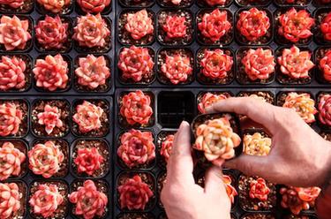 山東即墨:“多肉經(jīng)濟”產(chǎn)銷(xiāo)兩旺