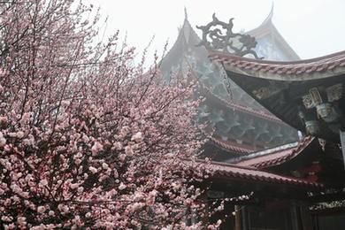 立春時(shí)節 古寺花香