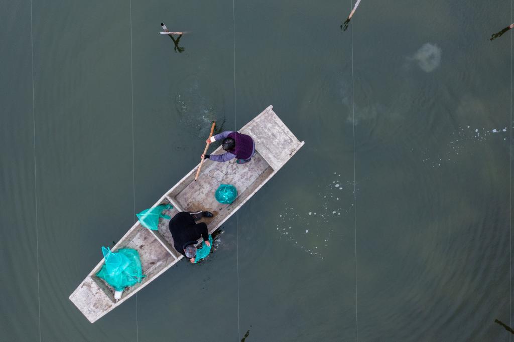 浙江湖州：春季水鄉特色養殖“育苗忙”