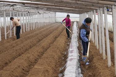 河北昌黎:初春時(shí)節馬鈴薯播種忙