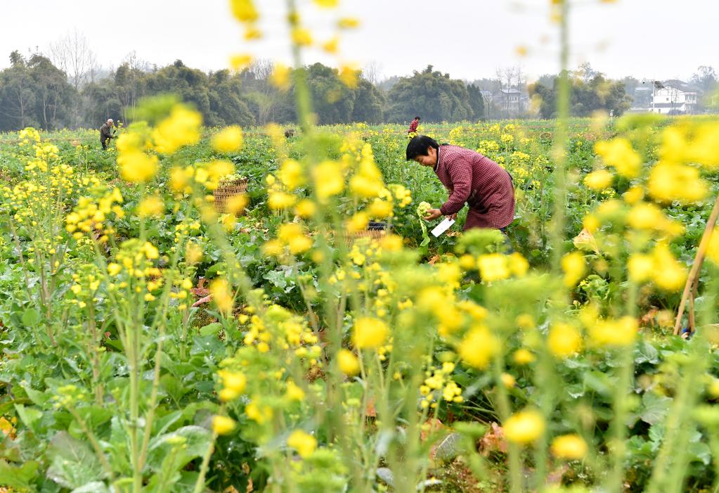 四川廣安:訂單蔬菜助農增收