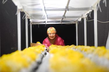 山東沂源：“產(chǎn)業(yè)工人”園區忙春