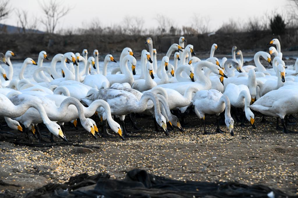 新華全媒+丨大天鵝加餐，為萬(wàn)里歸途儲備體能