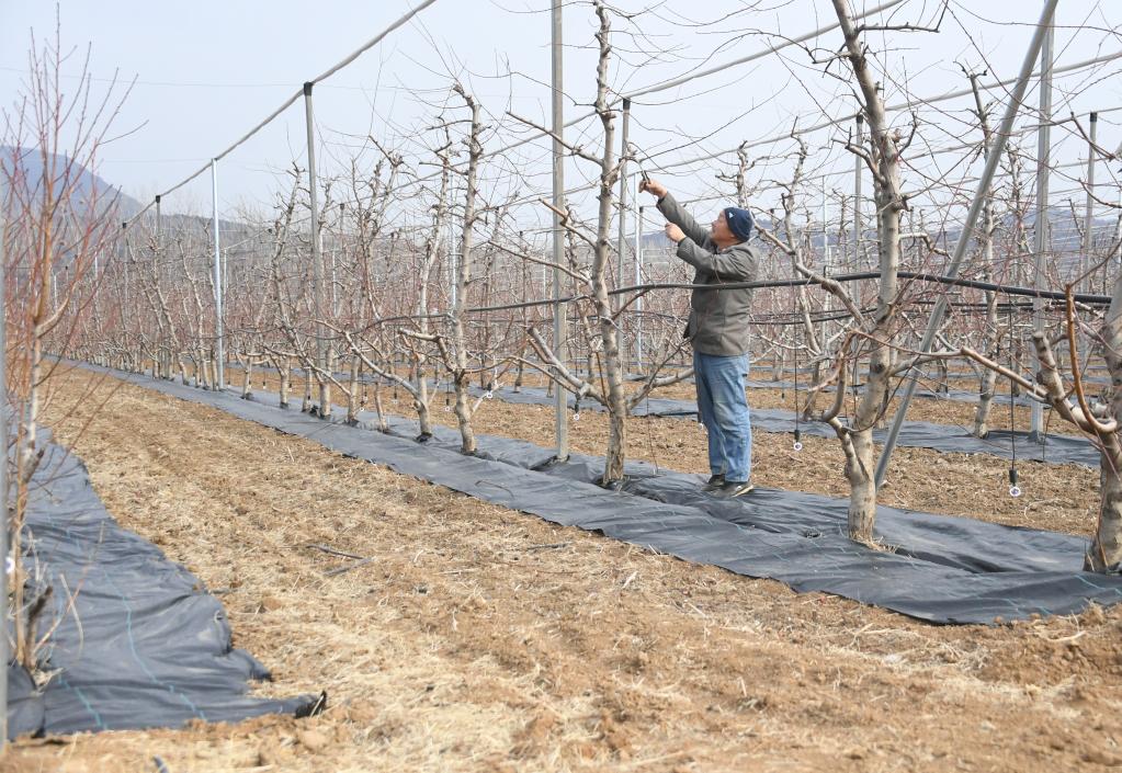 北京平谷：搶抓農時(shí)勞作忙