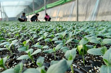 產(chǎn)業(yè)助民富 “泛區”展新顏