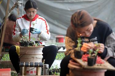 河北行唐:人勤春來(lái)早 育苗嫁接忙