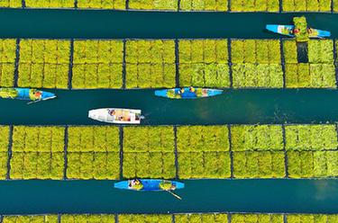 浙江淳安:“湖上菜園”春收忙