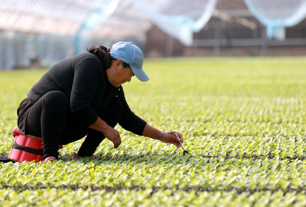 新華全媒+｜奏響“致富曲” 種出“幸福果”——蘭考特色產(chǎn)業(yè)助力鄉村振興