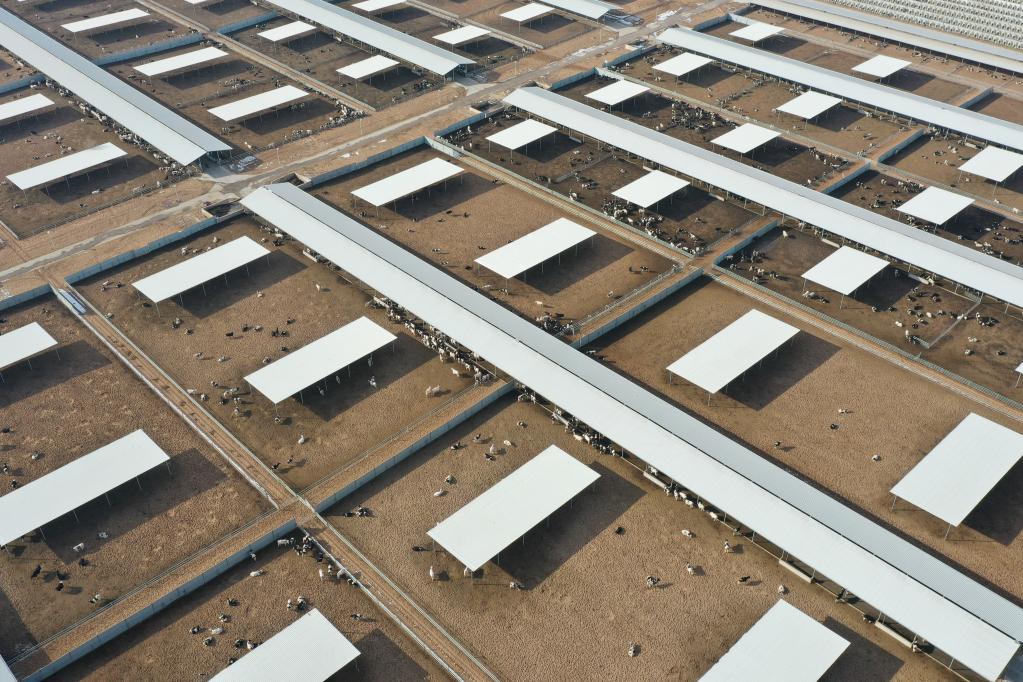 強信心·開(kāi)新局｜企業(yè)聚 牧場(chǎng)增 產(chǎn)奶旺——百億級河西走廊黃金奶源基地漸具雛形