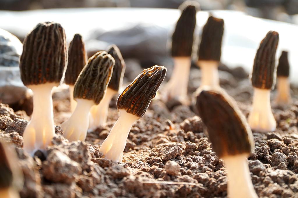 山東成武:早春收獲羊肚菌忙