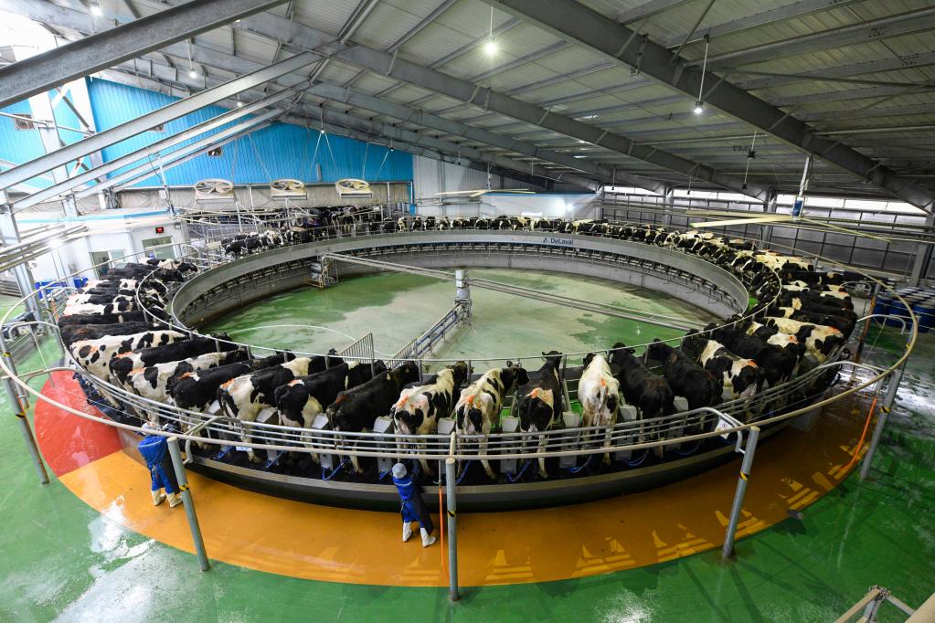 河北豐寧:發(fā)展乳制品產(chǎn)業(yè) 助力經(jīng)濟高質(zhì)量發(fā)展