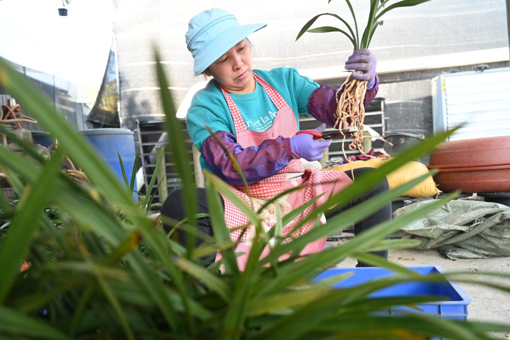 福建南靖：春季時(shí)節花農忙