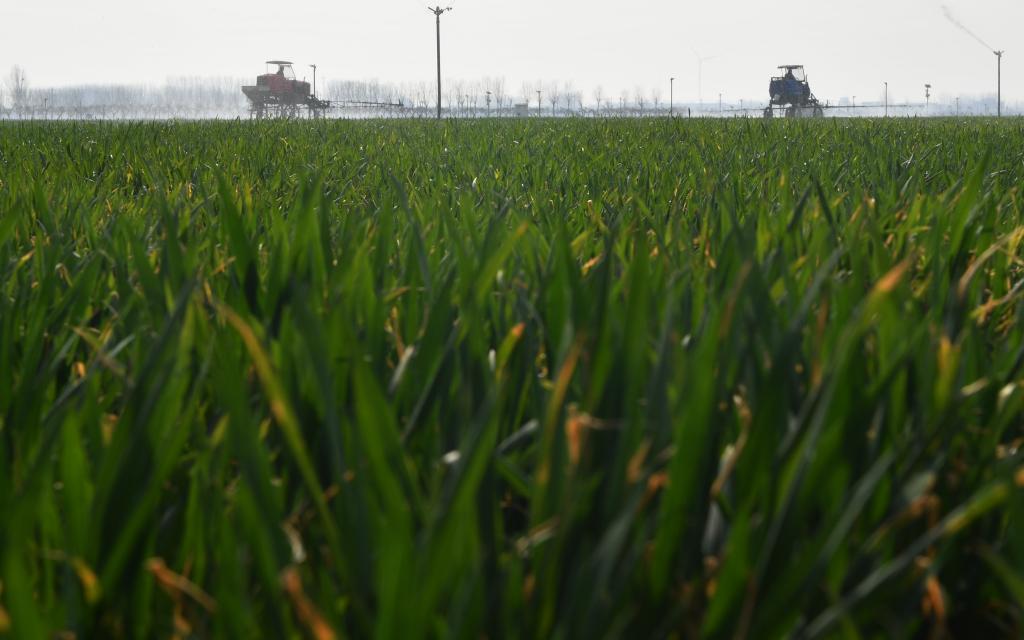 河南麥區農事忙