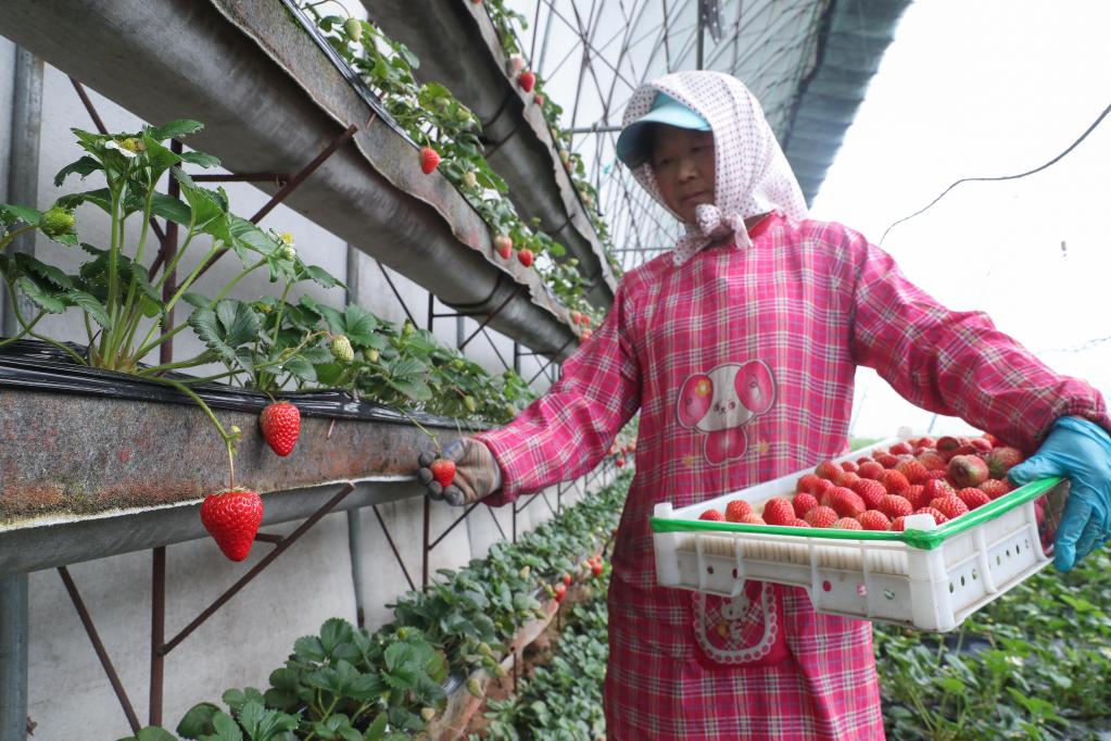 遼寧岫巖:特色產(chǎn)業(yè)助力鄉村振興