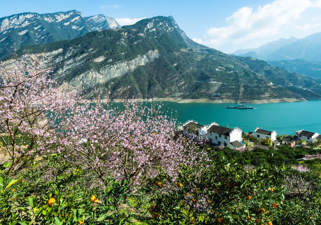 湖北秭歸:花美果豐鄉村美