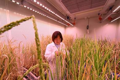 天津：持續推動(dòng)科學(xué)育種和種質(zhì)資源保護工作